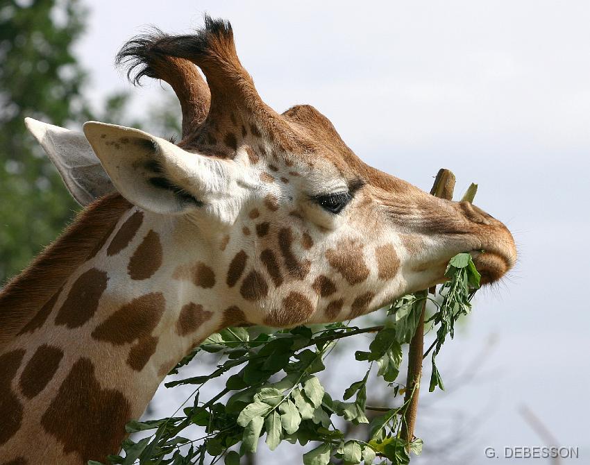 Girafe.jpg - Girafe